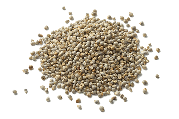 Pearl Millet 5